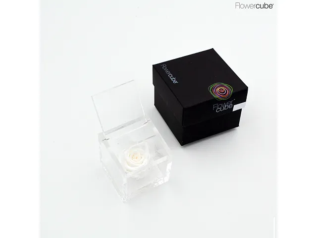 FlowerCube Rosa stabilizzata Bianca