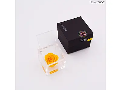 FlowerCube Rosa stabilizzata Gialla