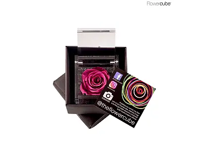 FlowerCube Rosa stabilizzata Mirtillo