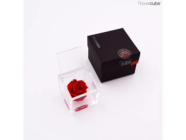 FlowerCube Rosa stabilizzata Rossa