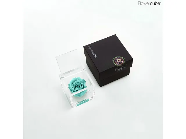 FlowerCube Rosa stabilizzata Turchese