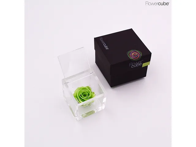 FlowerCube Rosa stabilizzata Verde