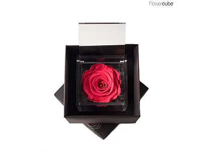 FlowerCube Rosa stabilizzata Corallo