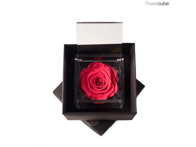 FlowerCube Rosa stabilizzata Corallo
