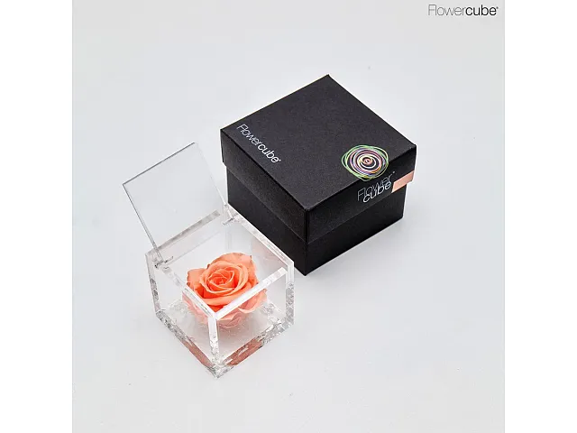FlowerCube Rosa stabilizzata Pesca