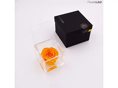 FlowerCube Rosa stabilizzata Gialla - Media