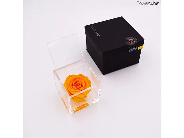 FlowerCube Rosa stabilizzata Gialla - Media