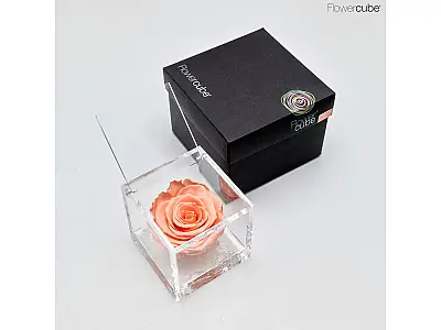 FlowerCube Rosa stabilizzata Pesca - Media