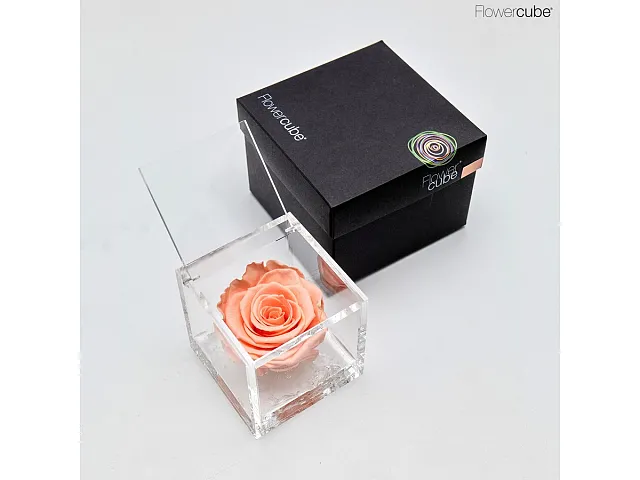 FlowerCube Rosa stabilizzata Pesca - Media