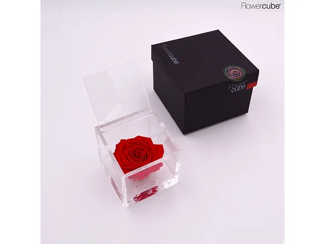 FlowerCube Rosa stabilizzata Rossa - Media