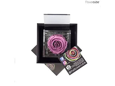 FlowerCube Rosa stabilizzata Lilla - Media