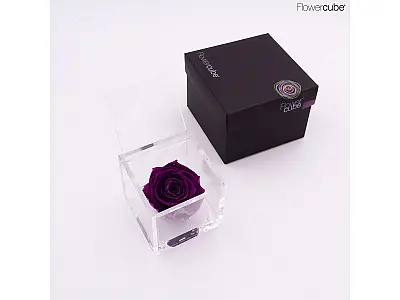 FlowerCube Rosa stabilizzata Viola - Media