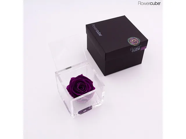 FlowerCube Rosa stabilizzata Viola - Media