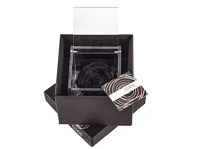 FlowerCube Rosa stabilizzata Nera - Media