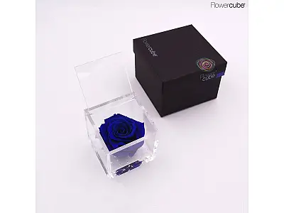 FlowerCube Rosa stabilizzata Blu - Media