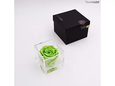 FlowerCube Rosa stabilizzata Verde - Media