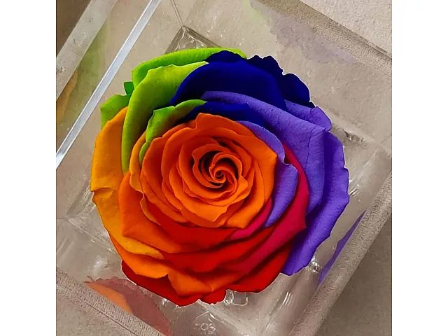 FlowerCube Rosa stabilizzata Rainbow - Grande