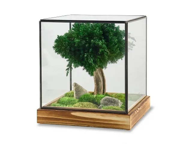 FlowerCube Teca in vetro bonsai Juniperus